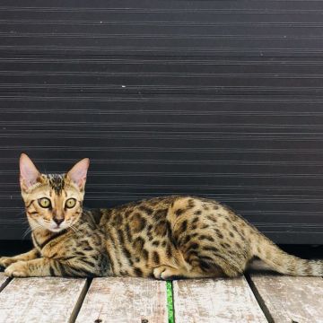 ベンガル【茨城県・女の子・2019年2月5日・ブラウンスポテッドタビー】の写真「綺麗な模様の女の子💜」