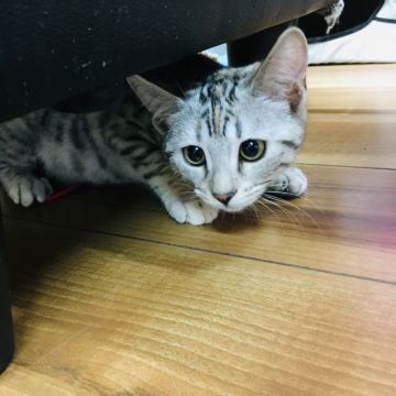 マンチカン(長足)【茨城県・女の子・2018年8月12日・シルバーパッチドスポテッドタビー】の写真「とっても可愛いお顔の女の子💕」