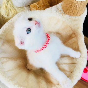 スコティッシュフォールド(折れ耳)【茨城県・女の子・2018年2月11日・クリームタビー】の写真「とっても可愛いタレ耳ちゃん💖」