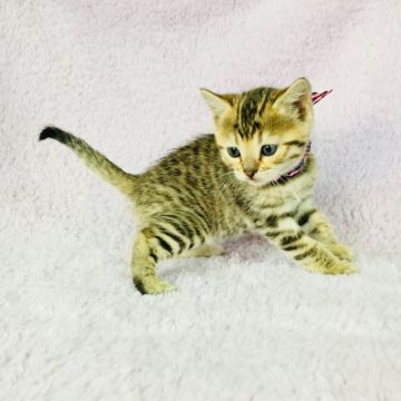 マンチカン(長足)【茨城県・女の子・2018年1月29日・ブラウンスポテッドタビー】の写真「とっても可愛い女の子💕」