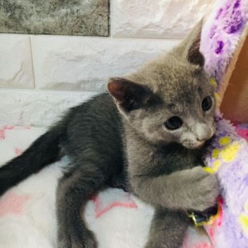 ロシアンブルー【茨城県・男の子・2019年2月20日・ブルー】の写真「可愛いお顔の男の子❤️」