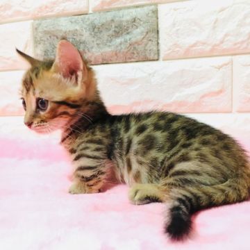 マンチカン(短足)【茨城県・女の子・2019年7月13日・ブラウンスポテッドタビー】の写真「激レアのジェネッタちゃん💖」