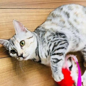 マンチカン(長足)【茨城県・女の子・2018年1月29日・シルバーパッチドスポテッドタビー】の写真「💕とっても可愛い女の子💕」