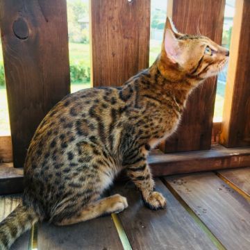 ベンガル【茨城県・男の子・2018年6月8日・ブラウンスポテッドタビー】の写真「とっても綺麗な模様の男の子💜」