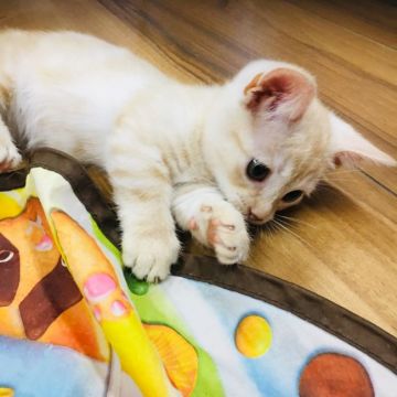 マンチカン(短足)【茨城県・男の子・2018年10月31日・レッドタビー】の写真「短足の可愛い男の子💜」