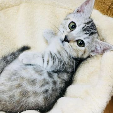 マンチカン(短足)【茨城県・女の子・2018年1月29日・シルバーパッチドスポテッドタビー】の写真「とっても可愛い短足ちゃん💕」