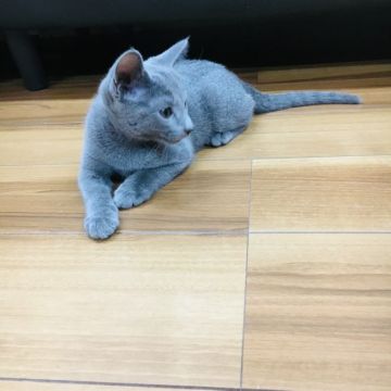ロシアンブルー【茨城県・男の子・2018年8月29日・ブルー】の写真「ぱっちりお目目の男の子💕」