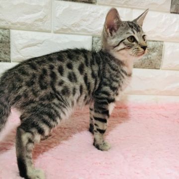 マンチカン(長足)【茨城県・男の子・2018年8月12日・シルバースポテッドタビー】の写真「とっても綺麗な模様の男の子💖」
