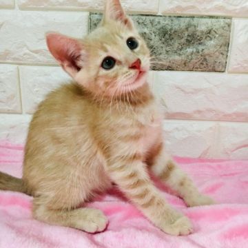 マンチカン(長足)【茨城県・男の子・2019年6月7日・クリームタビー】の写真「可愛いお顔の男の子💜」
