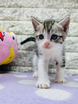 マンチカン(短足)【茨城県・男の子・2021年3月17日・シルバースポテッドタビー&ホワイト】の写真「可愛いお顔の男の子💕」