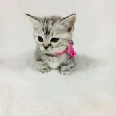 マンチカン【茨城県・女の子・2017年10月21日・シルバーパッチドタビー】の写真2
