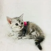 マンチカン【茨城県・女の子・2017年10月21日・シルバーパッチドタビー】の写真3