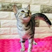 マンチカン(長足)【茨城県・女の子・2018年5月18日・シルバーパッチドタビー】の写真3