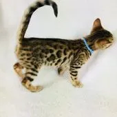 ベンガル【茨城県・男の子・2017年9月9日・ブラウンスポテッドタビー】の写真4