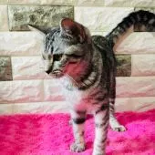 マンチカン(長足)【茨城県・女の子・2018年5月18日・シルバーパッチドタビー】の写真4