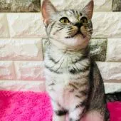 マンチカン(長足)【茨城県・女の子・2018年5月18日・シルバーパッチドタビー】の写真5