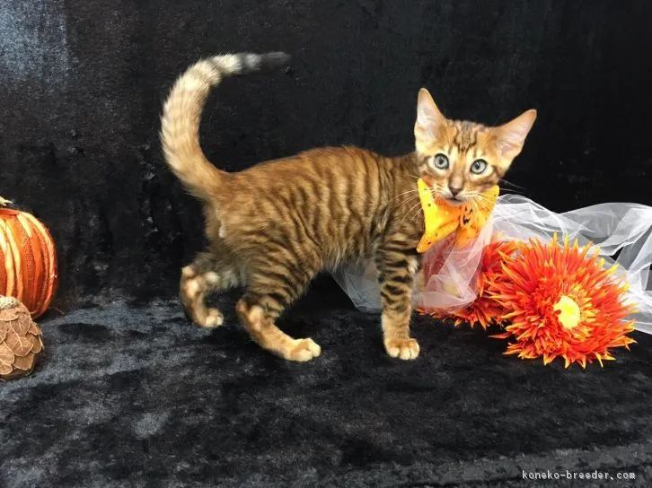 ID:1610-00112の子猫