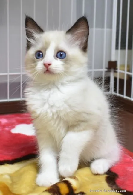 ぴろぴろ 様のお迎えした子猫