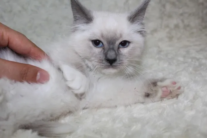 ID：1401-00206の子猫