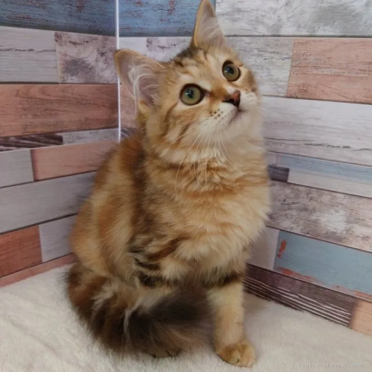 ID：2307-02194の子猫