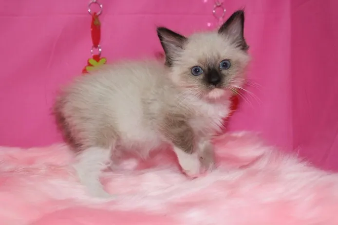 ID：1210-00119の子猫