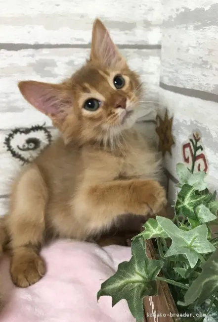 ID：1906-01986の子猫