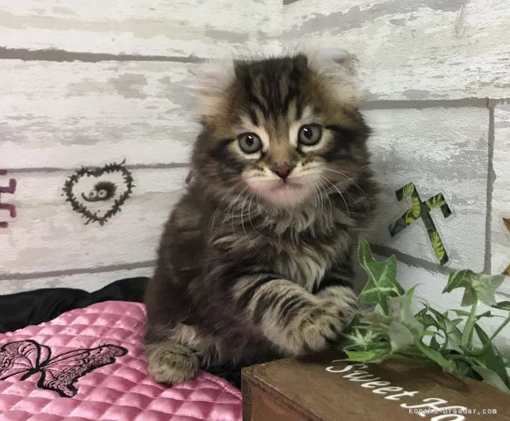 ID:1801-01035の子猫