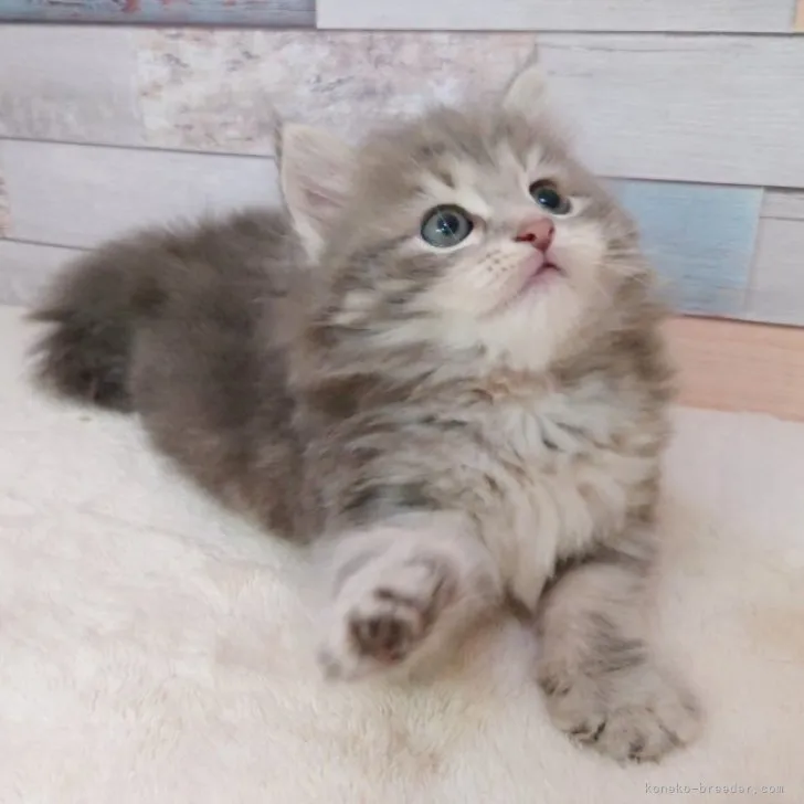 ID:2305-03049の子猫