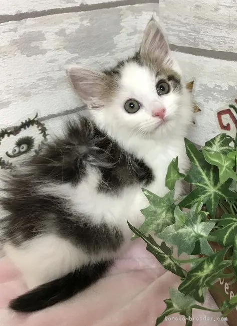 ID：1811-00541の子猫