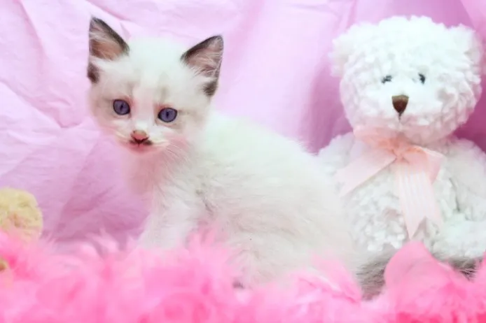 ID：1206-00093の子猫