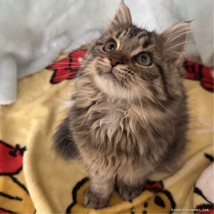 ID：2411-01557の子猫