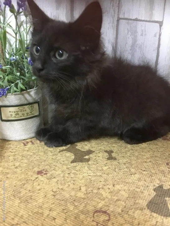 ID:1612-00375の子猫