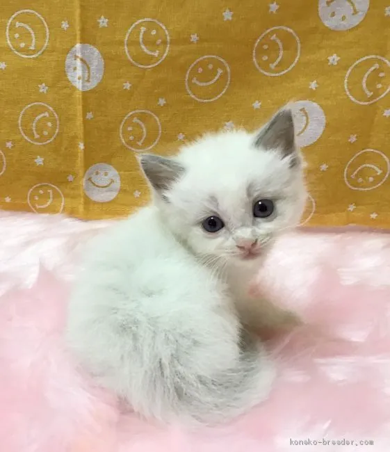 じる 様のお迎えした子猫