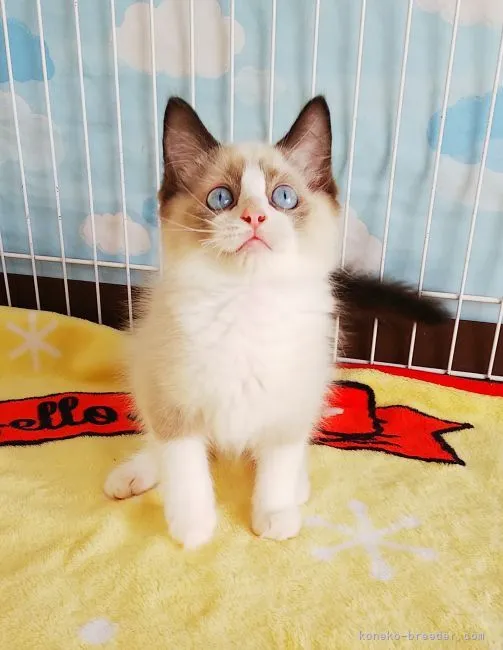 ID:2106-01224の子猫