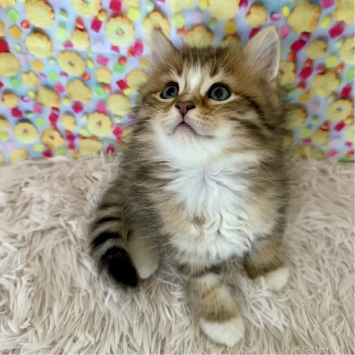ID：2408-01027の子猫