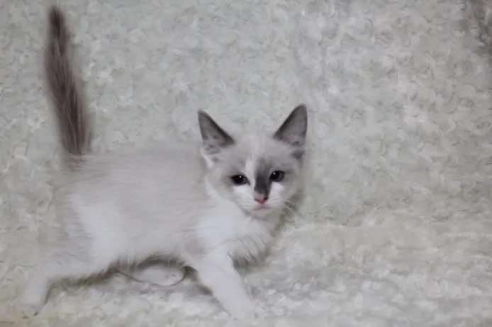 ID：1401-00205の子猫