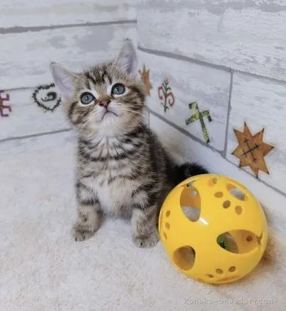 ID:2203-02051の子猫