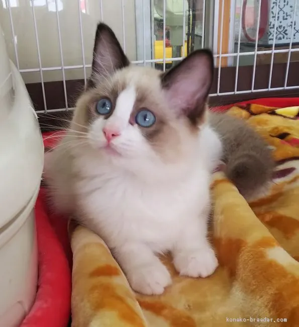 コジコ 様のお迎えした子猫