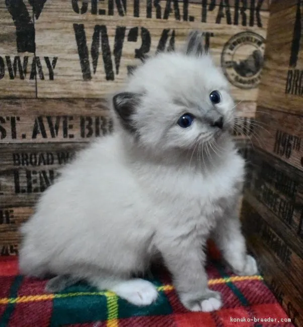 タカコ 様のお迎えした子猫