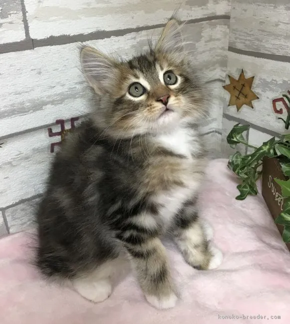 ID：1812-00794の子猫