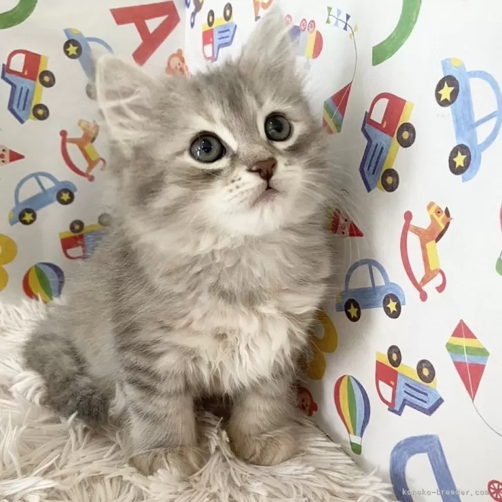 ID：2408-03085の子猫