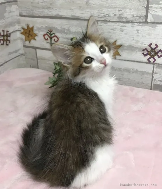 ID:1812-00793の子猫