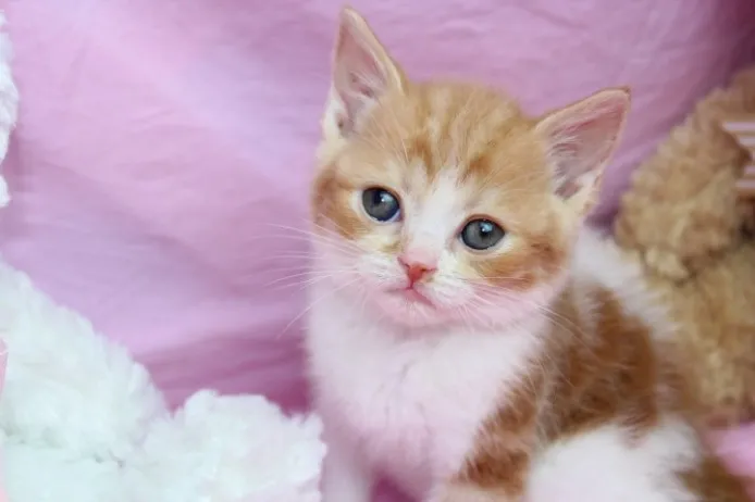 ID:1204-00062の子猫