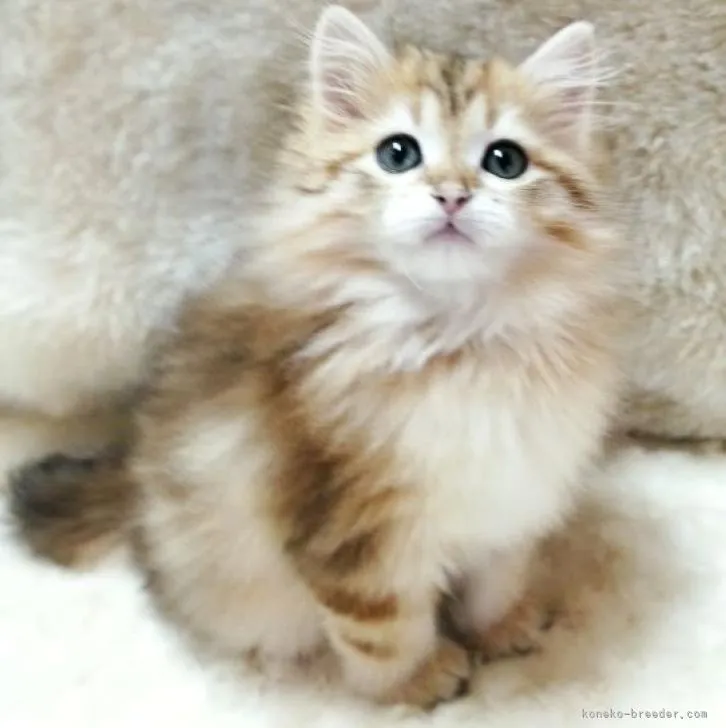 ID：2212-01766の子猫