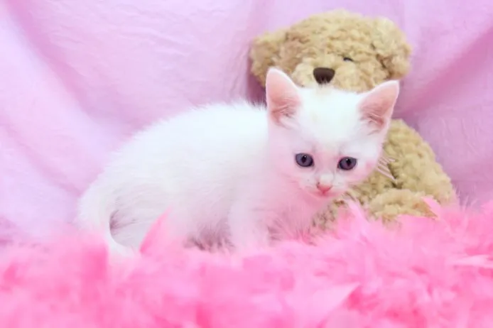 ID：1205-00022の子猫