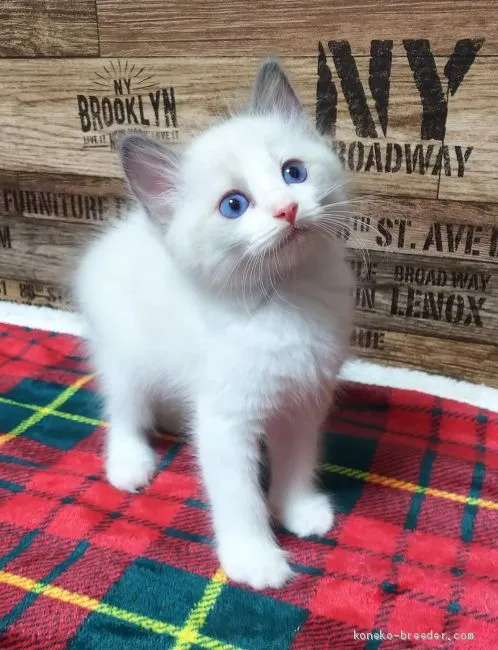 ID：2007-00760の子猫