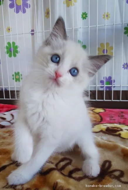 みき 様のお迎えした子猫