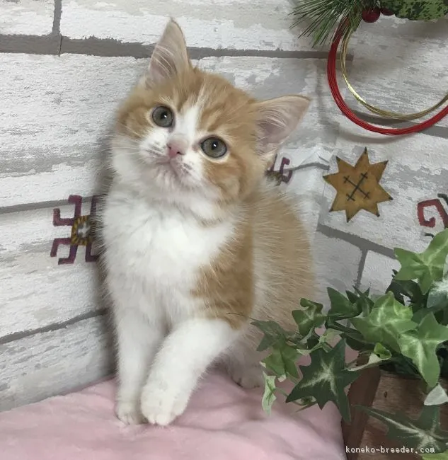 ID:1712-00095の子猫