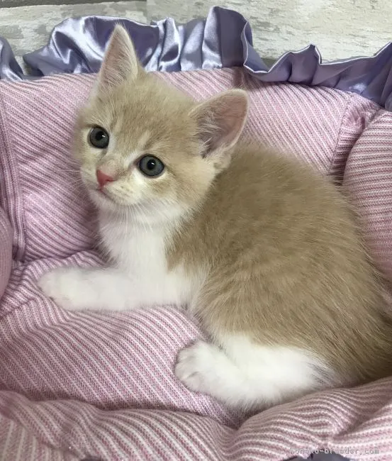 ID:1808-01651の子猫