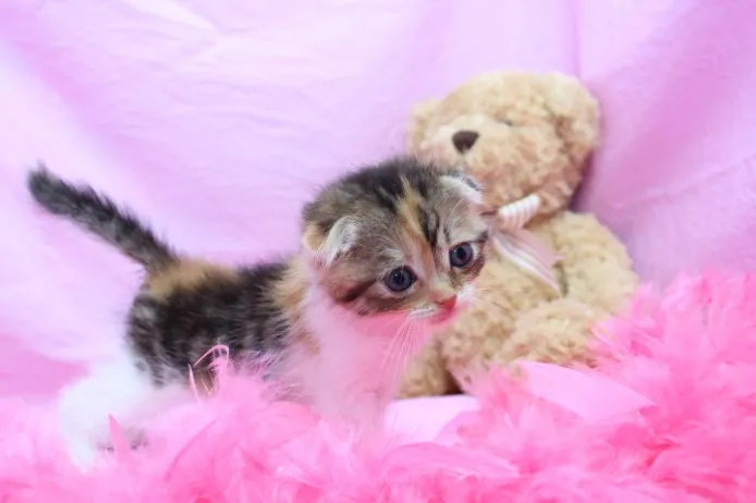 ID:1204-00042の子猫